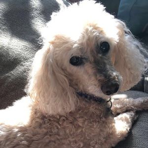 Meet your Posher, Grace